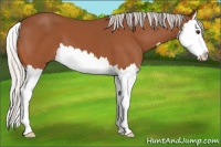 Horse Color:Silver Bay Splash 