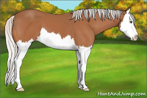 Horse Color:Silver Bay Splash 