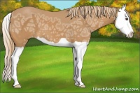 Horse Color:Chestnut Ice Splash Appaloosa 
