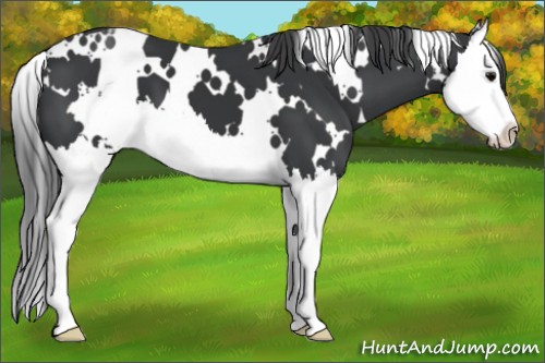 Horse Color:White Spotted Black Splash Appaloosa 