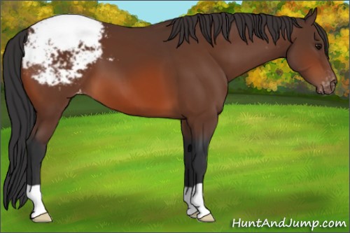 Horse Color:Bay Snowcap 