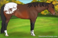 Horse Color:Bay Appaloosa