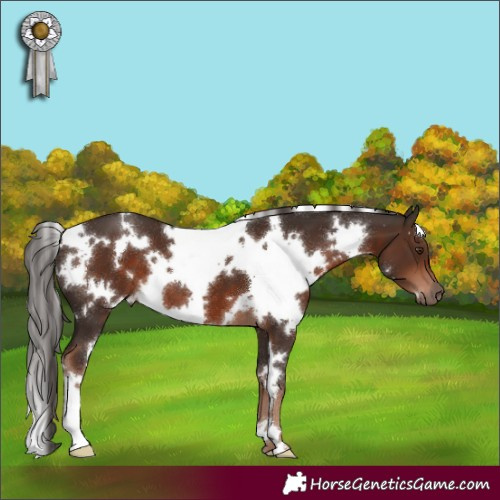 Horse Color:White Spotted Liver Chestnut