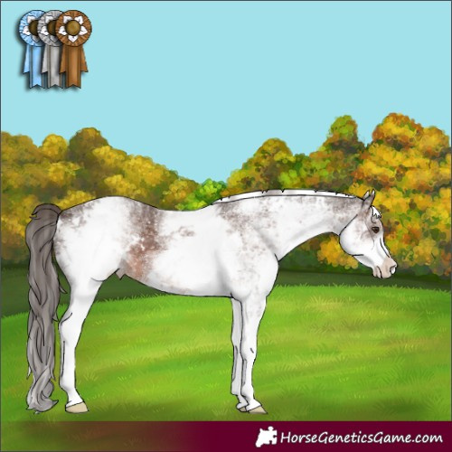 Horse Color:White Spotted Liver Chestnut 