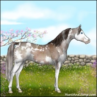 Horse Color:White Spotted Liver Chestnut Splash 