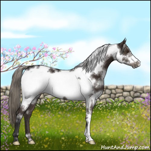 Horse Color:White Spotted Liver Chestnut Mushroom Frame 