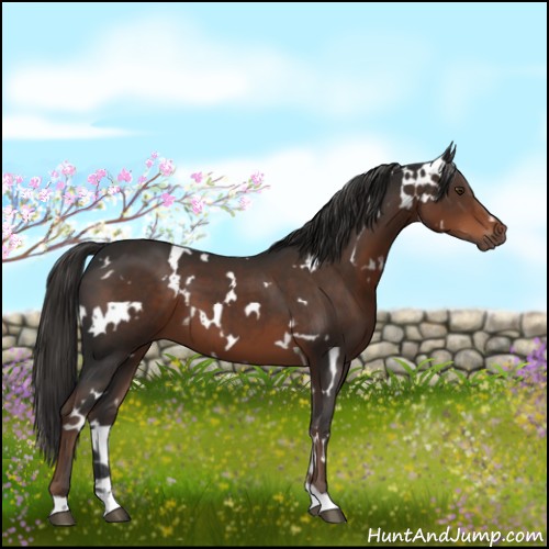 Horse Color:White Spotted Liver Chestnut 