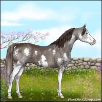 Horse Color:Liver Chestnut Splash 