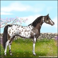 Horse Color:White Spotted Liver Chestnut Blanket 