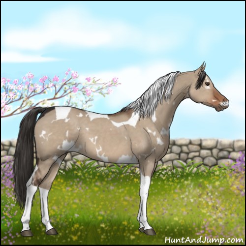 Horse Color:White Spotted Liver Red Dun Tobiano 