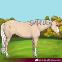 Horse Color:Silver Classic Champagne Dun 
