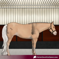 Horse Color:Silver Classic Champagne Rabicano 