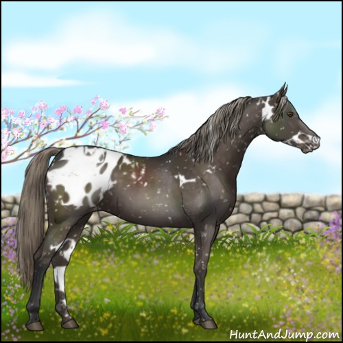 Horse Color:White Spotted Liver Chestnut Appaloosa 