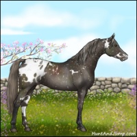 Horse Color:White Spotted Liver Chestnut Appaloosa 