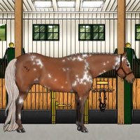 Horse Color:White Spotted Silver Bay