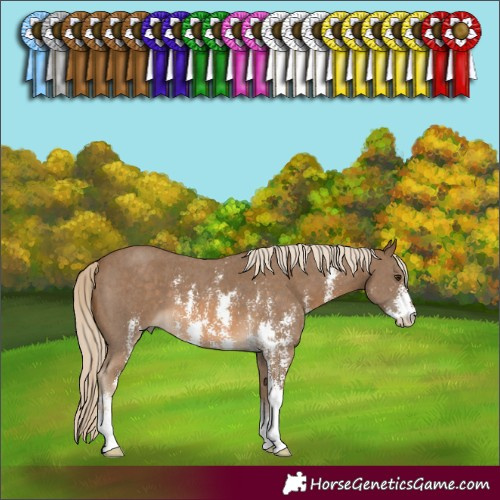 Horse Color:Chocolate Palomino Sabino 