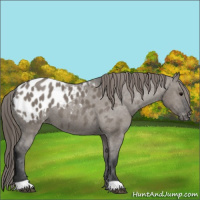Horse Color:Grullo Appaloosa 