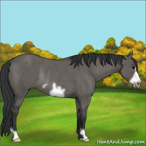 Horse Color:Grullo Frame Rabicano 