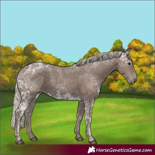 Horse Color:Silver Black Ice