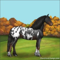 Horse Color:Liver Chestnut Sabino Tobiano Appaloosa 