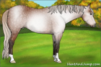 Horse Color:Gray Silver Bay