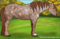 Horse Color:Chestnut Ice 