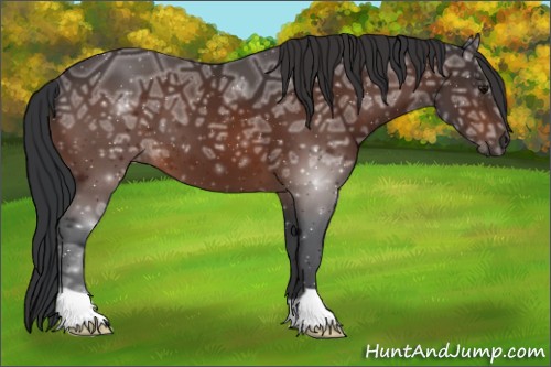 Horse Color:Bay Ice 