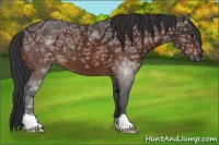 Horse Color:Bay Ice 