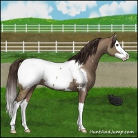 Horse Color:Liver Red Dun Splash Appaloosa