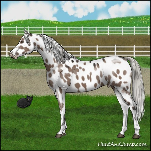 Horse Color:Liver Red Dun Mushroom Near Leopard 