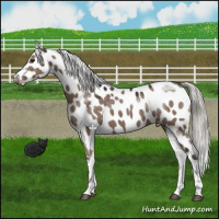 Horse Color:Liver Red Dun Mushroom Near Leopard