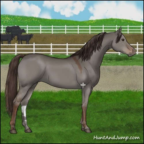 Horse Color:Liver Red Dun 