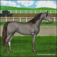 Horse Color:Liver Red Dun