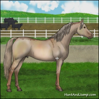 Horse Color:Red Dun Mushroom