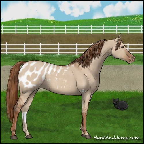 Horse Color:Red Dun Appaloosa 
