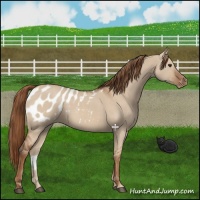 Horse Color:Red Dun Appaloosa 