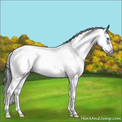Horse Color:Black Sabino Frame Rabicano