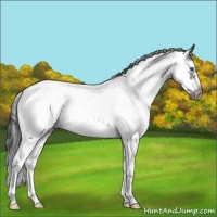 Horse Color:Black Sabino Frame Rabicano