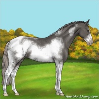 Horse Color:Silver Black Sabino Tobiano Frame Rabicano