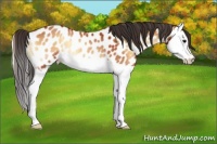 Horse Color:Bay Onyx Splash Appaloosa Rabicano