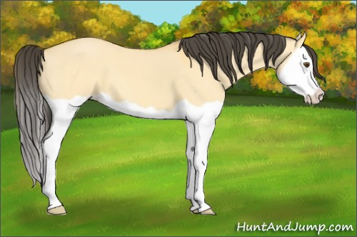 Horse Color:Buckskin Dun Splash