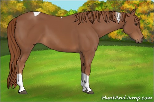 Horse Color:Chestnut Tobiano