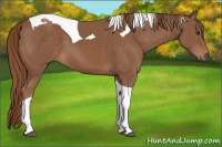 Horse Color:Chestnut Tobiano
