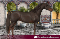 Horse Color:Liver Chestnut Rabicano 
