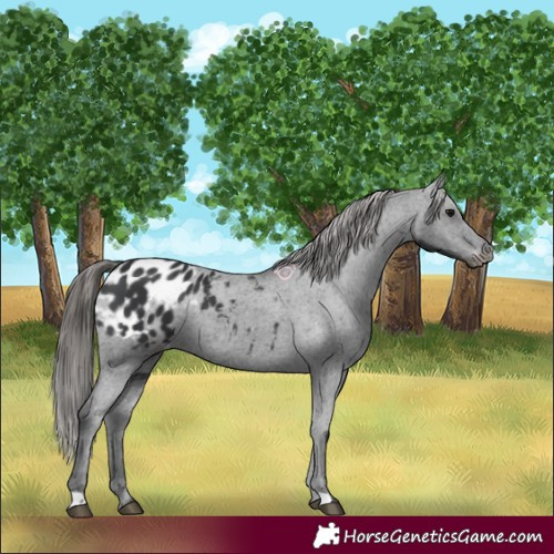 Horse Color:Black Appaloosa 