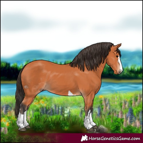 Horse Color:Bay 