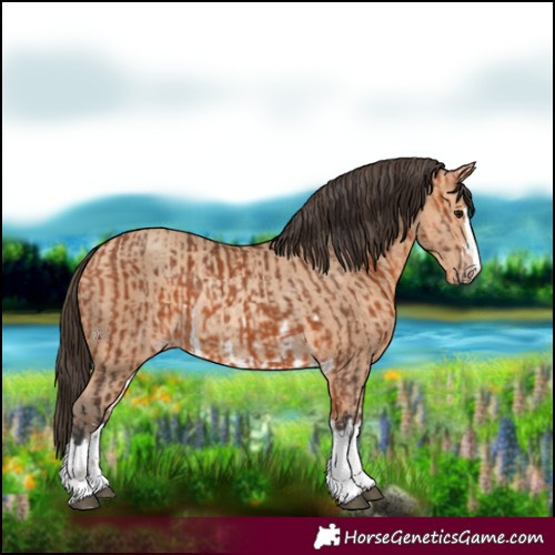 Horse Color:Bay  and Amber Champagne Rabicano 