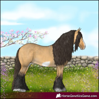 Horse Color:Buckskin Dun Frame 