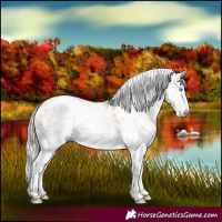 Horse Color:Gray Gold Cream Champagne Roan Splash Near Leopard 