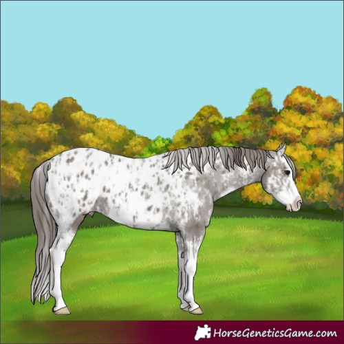 Horse Color:White Spotted Grullo Splash Appaloosa Rabicano  and White Spotted Grullo Splash Appaloosa 